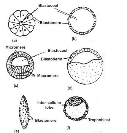 1893_types of blastula.png